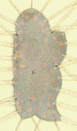 W.152, Fragment 3, back