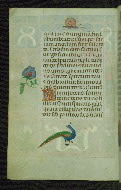 W.427, fol. 27v