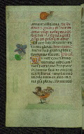 W.427, fol. 49v