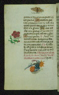 W.427, fol. 55v