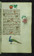 W.427, fol. 67r