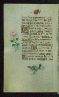 W.427, fol. 110v