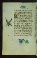 W.427, fol. 113v