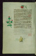 W.427, fol. 114v