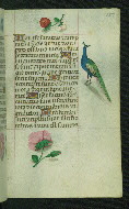 W.427, fol. 137r
