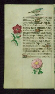 W.427, fol. 139v