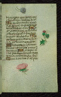 W.427, fol. 164r