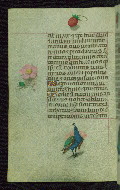 W.427, fol. 167v