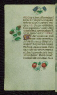 W.427, fol. 174v