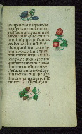 W.427, fol. 175r