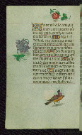 W.427, fol. 177v