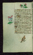 W.427, fol. 181v